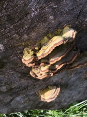 Trametes versicolor