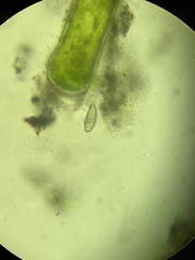 Colepidae