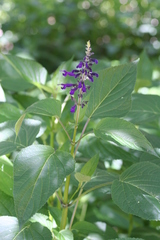 Salvia reginae
