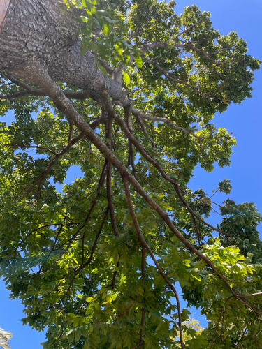 Swietenia macrophylla - Whole tree