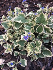 Brunnera macrophylla