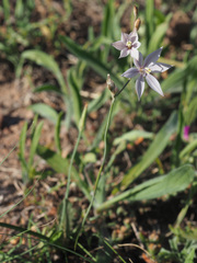 Gladiolus stellatus