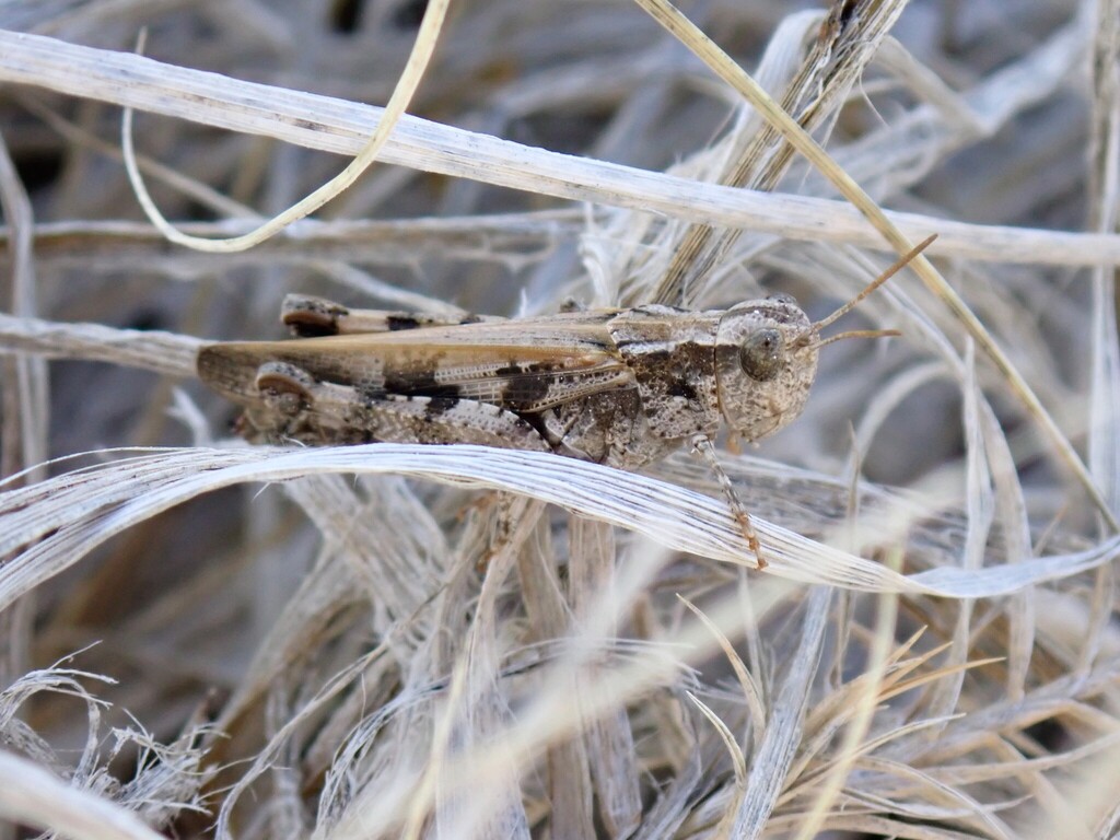 Pale Clouded Grasshopper