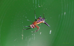 Micrathena kochalkai