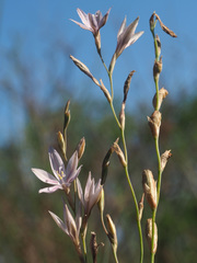 Gladiolus stellatus