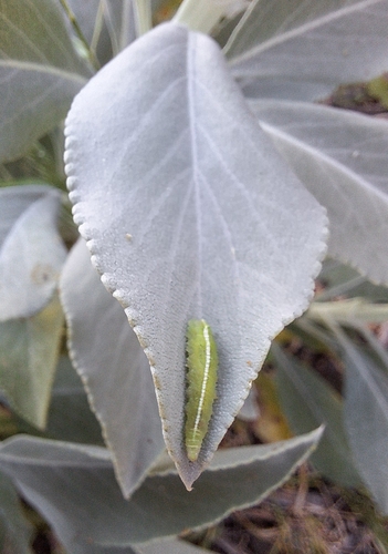 Unknown species found near San Marcos, CA 92078, USA