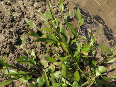 Ranunculus laxicaulis