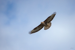 Buteo buteo