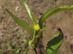 Ranunculus laxicaulis