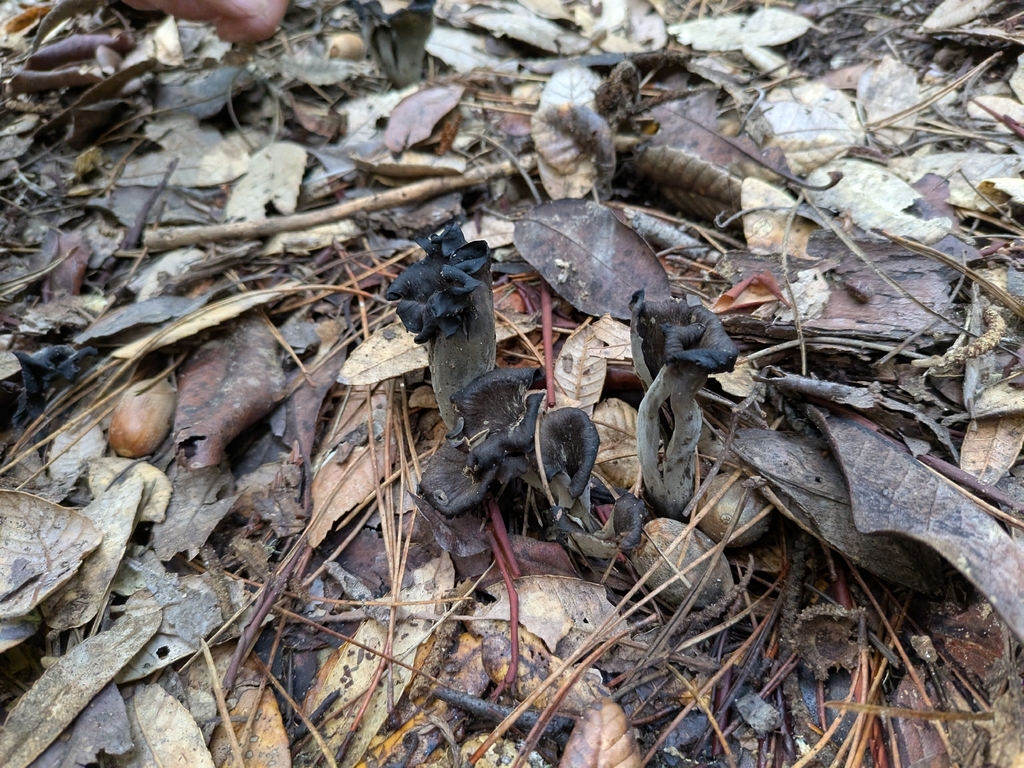 Craterellus calicornucopioides · January 2026 · photo: © ettijay (iNaturalist, cc0)
