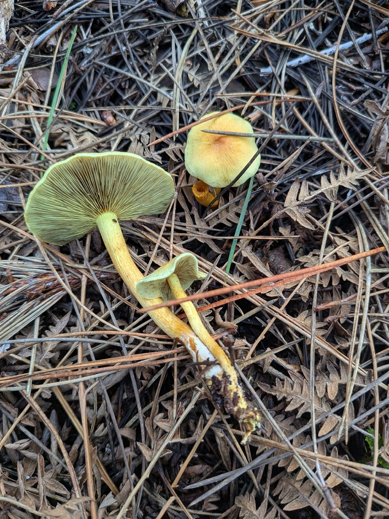 Hypholoma fasciculare · January 2026 · photo: © ettijay (iNaturalist, cc0)