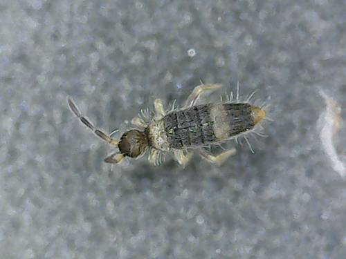Entomobrya albocincta, Épron, France, photo 5 of 10