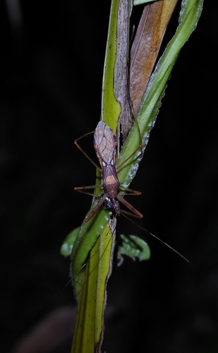 Endochus albomaculatus
