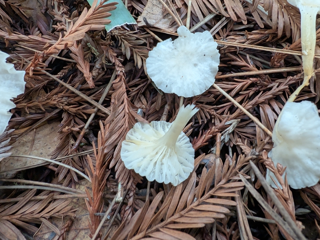 Marasmius calhouniae · March 2026 · photo: © ettijay (iNaturalist, cc0)