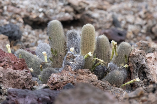 Lava Cactus (Brachycereus nesioticus)