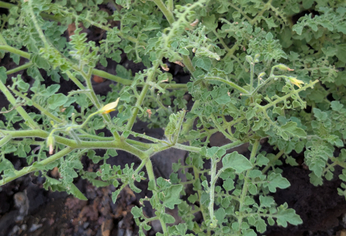 Solanum galapagense