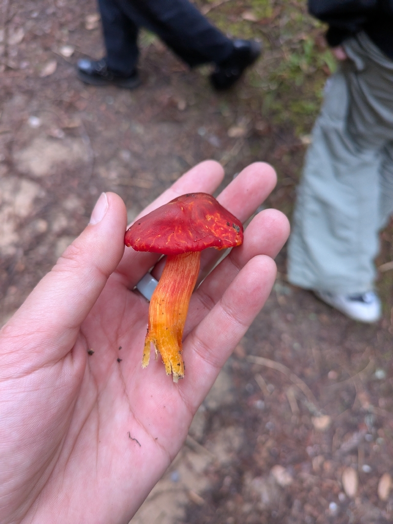 Hygrocybe laetissima · March 2026 · photo: © ettijay (iNaturalist, cc0)
