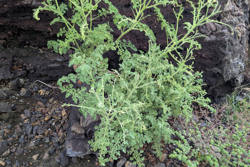 Solanum galapagense, photograph 1