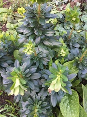 Pittosporum tobira