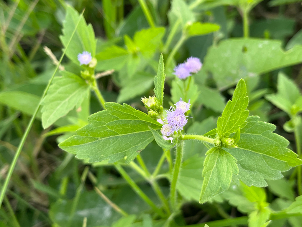 Praxelis (Praxelis clematidea)