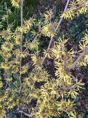 Hamamelis × intermedia