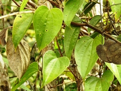 Dioscorea bartlettii