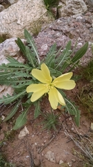 Oenothera primiveris