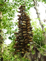 Dioscorea bartlettii