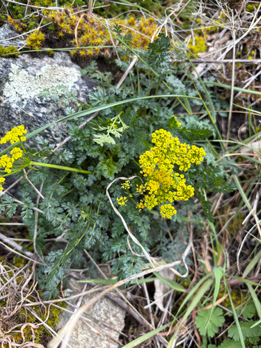 Lomatium serpentinum observed 2026-03-14