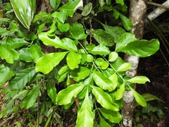 Trichilia havanensis