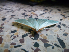 Stemorrhages sericea