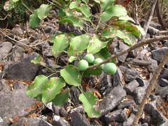 Sideroxylon capiri