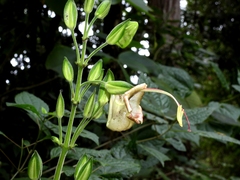 Louteridium donnell-smithii