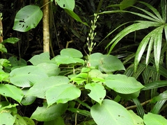 Louteridium donnell-smithii