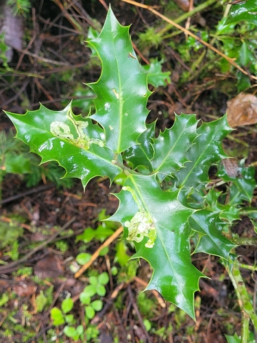 Unknown species found near Woodinville, WA 98072, USA