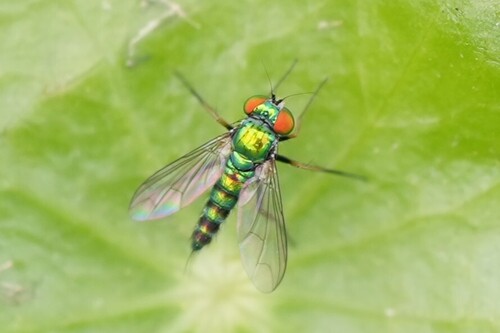Unknown species found near Port Neches, TX, USA