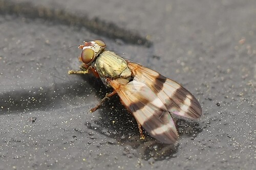 Unknown species found near Port Neches, TX, USA