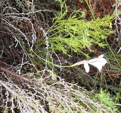 Gladiolus nigromontanus