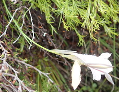 Gladiolus nigromontanus