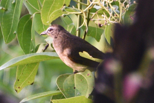 Pycnonotus luteolus