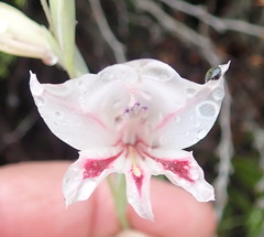 Gladiolus nigromontanus