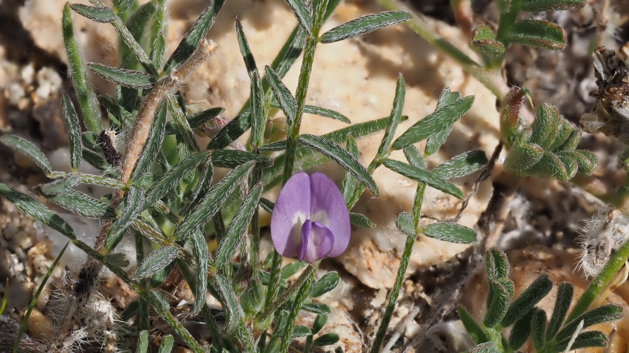 Astragalus nuttallianus var. cedrosensis