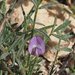 Astragalus nuttallianus cedrosensis - Photo 由 Fred Melgert / Carla Hoegen 所上傳的 (c) Fred Melgert / Carla Hoegen，保留部份權利CC BY-NC