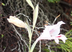 Gladiolus nigromontanus