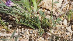 Astragalus nuttallianus cedrosensis