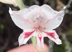 Gladiolus nigromontanus
