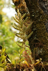 Tillandsia mooreana