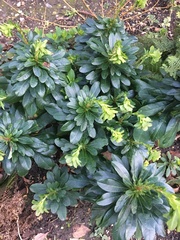 Pittosporum tobira