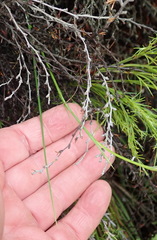 Gladiolus nigromontanus