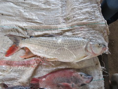 Hydrocynus
